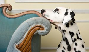 Should You Allow Pets In Your Rental Property